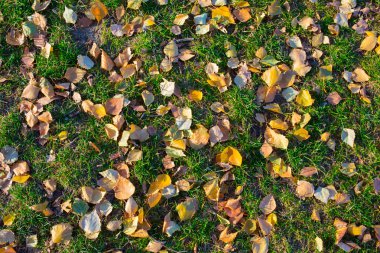 Düşen yapraklar sonbaharda yeşil çim üzerinde yalan