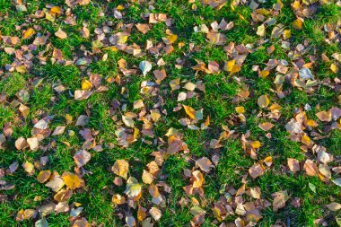 Düşen yapraklar sonbaharda yeşil çim üzerinde yalan