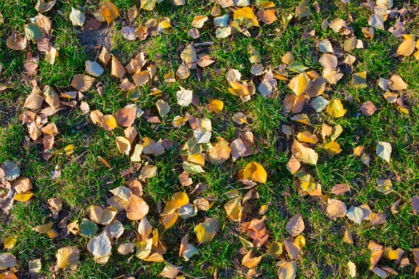 Düşen yapraklar sonbaharda yeşil çim üzerinde yalan