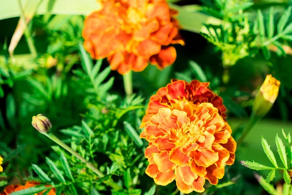 Ringelblumen Blumenbeet Fotografiert — Stockfoto