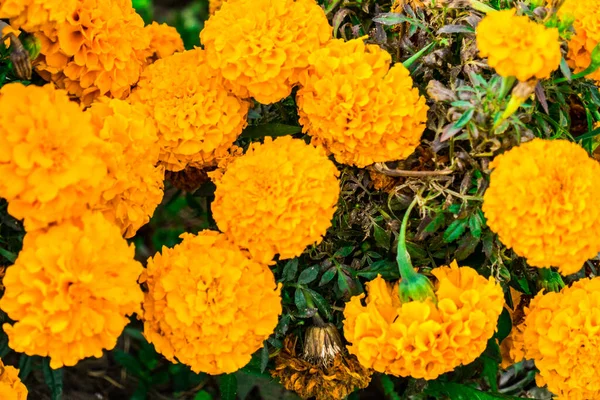 Flores Calêndulas Fotografadas Canteiro Flores — Fotografia de Stock