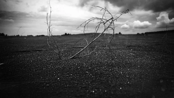 Paesaggio astratto con un ramo nella sabbia — Foto Stock