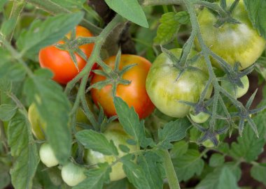              Seradaki bir dalda kırmızı domatesler