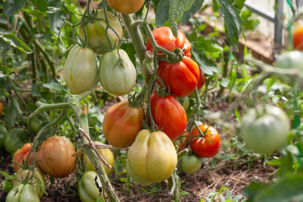              Seradaki bir dalda kırmızı domatesler