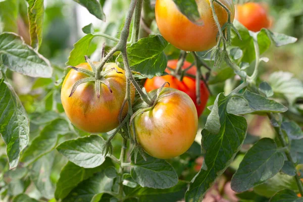              Seradaki bir dalda kırmızı domatesler