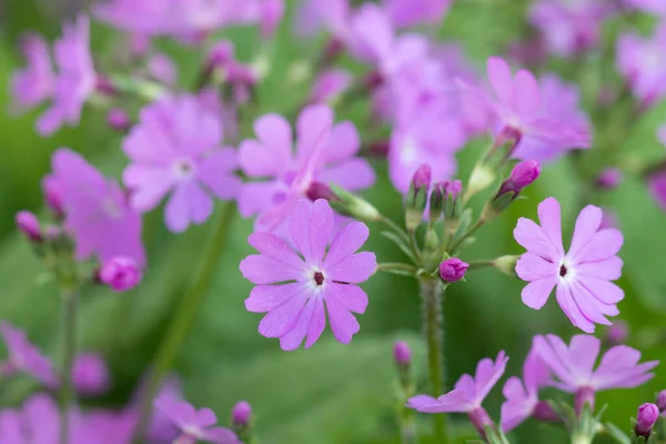 Bahçede açan pembe çuha çiçeği.