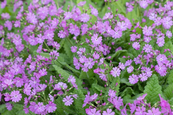 Bahçede açan pembe çuha çiçeği.