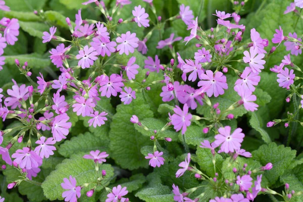 Bahçede açan pembe çuha çiçeği.