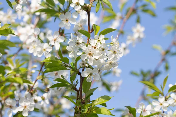 Mavi arka planda beyaz kiraz çiçekleri