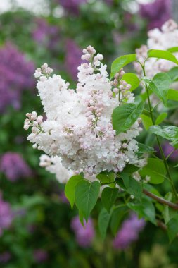 Bahçede çiçek açan leylak dalı.