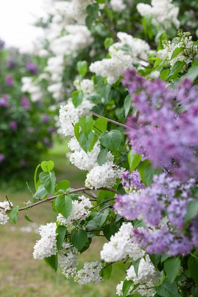 Bahçede çiçek açan leylak dalı.