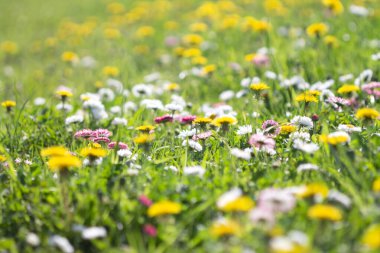 Güneşli bir günde beyaz ve sarı çiçeklerle dolu bir tarla