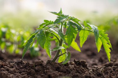 Arka planda domates fideleri