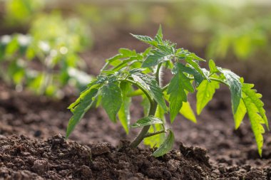 Arka planda domates fideleri