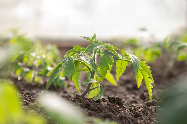 Arka planda domates fideleri