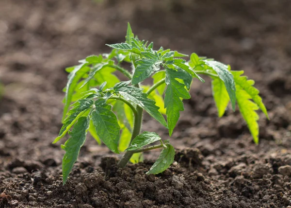 Arka planda domates fideleri