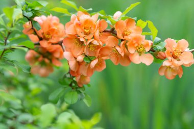 Bahçede çiçek açan bir ayva dalı.