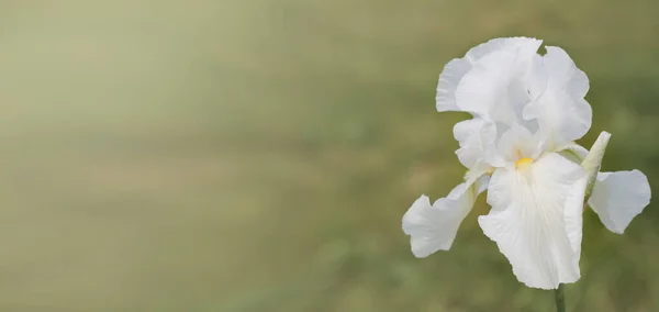 Bahçede Beyaz Sakallı Süsen Çiçekleri Açıyor — Stok fotoğraf