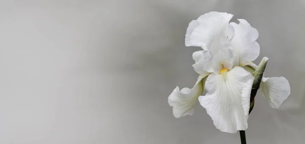 Bahçede Beyaz Sakallı Süsen Çiçekleri Açıyor — Stok fotoğraf
