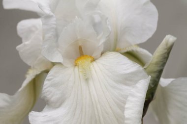 Makro. Bahçedeki beyaz sakallı zambak.