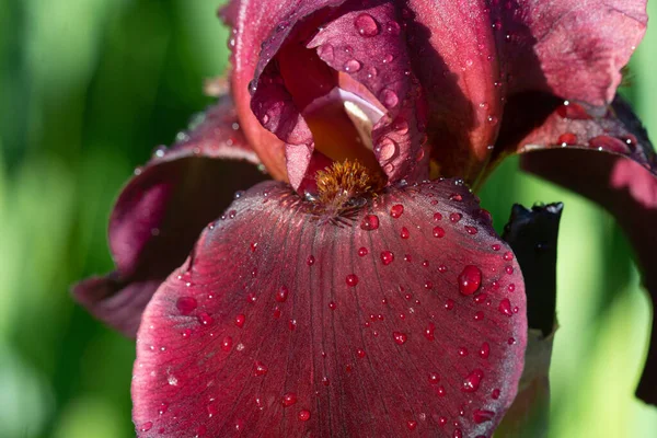 Bahçede mor sakallı süsen çiçeği. Makro