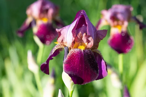 Bahçede mor sakallı süsen çiçeği. Makro