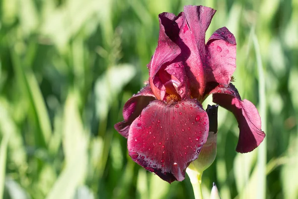 Bahçede mor sakallı süsen çiçeği. Makro