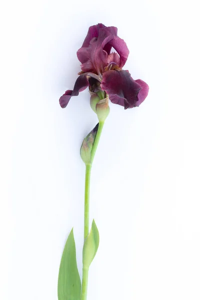 Beyaz arka planda kestane rengi sakallı zambak.