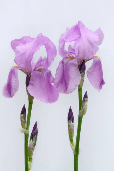 Beyaz arka planda iki leylak sakallı süsen