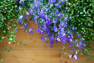 Tahta bir kutuda küçük mavi çiçekler.