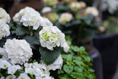 Beyaz ortancayla çiçek düzenleme. 