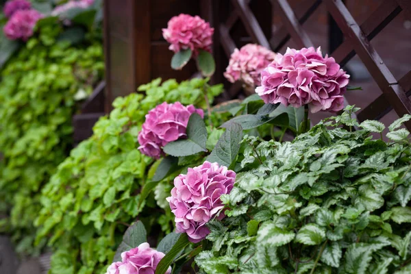 Leylak ve pembe ortancayla çiçek aranjmanı 