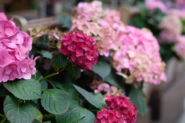 Рожеві Квіти Гортензії Горщику — стокове фото
