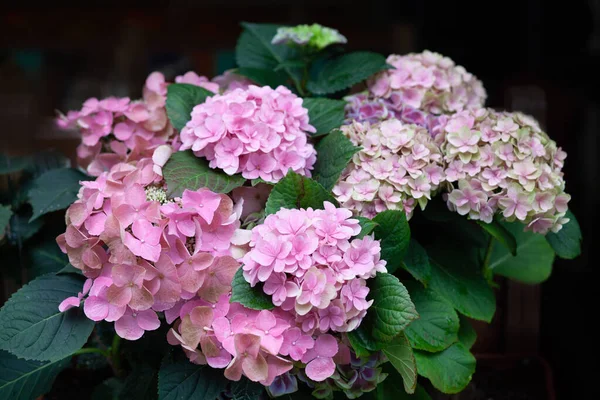 Pembe ortancayla çiçek aranjmanı.