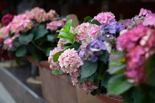 Pembe ortancayla çiçek aranjmanı.