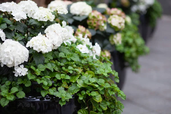 Beyaz ortancayla çiçek düzenleme. 