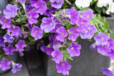 Kavanozda çiçek açan leylak petunyası. 