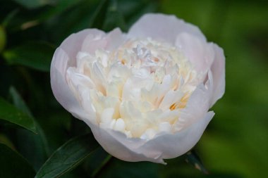 Bahçedeki beyaz şakayık tomurcuğu