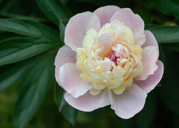 Bahçedeki beyaz şakayık tomurcuğu