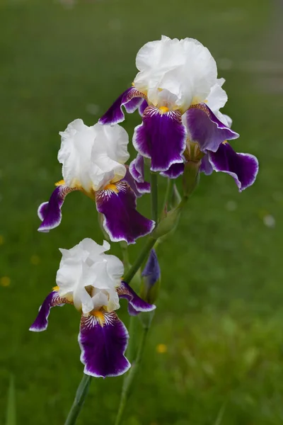 Bahçede Yeşil Arka Planda Çiçek Açan Sakallı Irisler — Stok fotoğraf