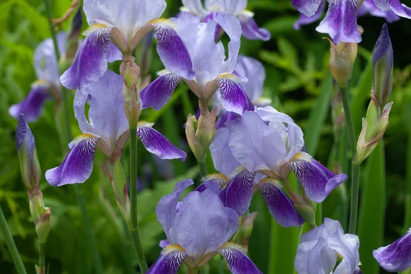 Bahçede Yeşil Arka Planda Çiçek Açan Sakallı Irisler — Stok fotoğraf