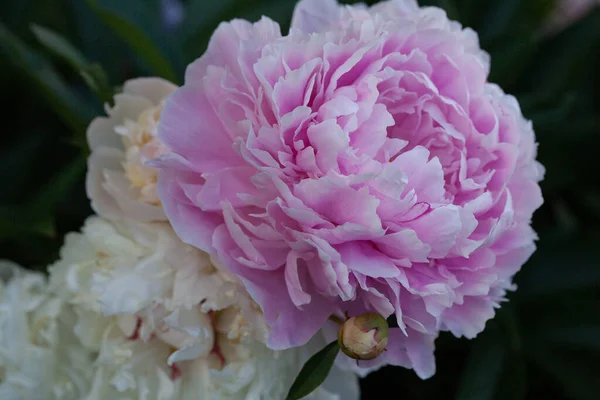 Большой Розовый Цветок Пиона Саду — стоковое фото