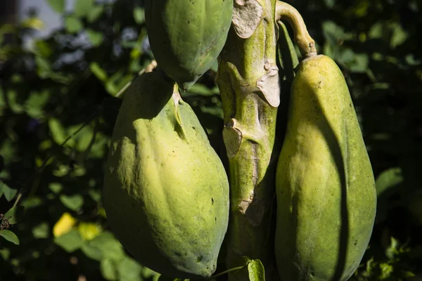 Groene papaja op de boom — Stockfoto