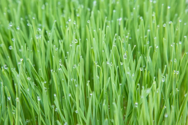 Genç buğday bitkileri