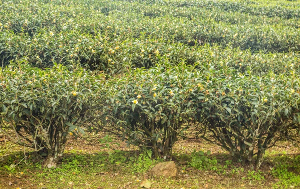 Three tea trees — Stock Photo, Image