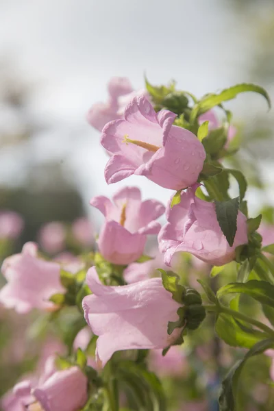 Klokbloemen — Stockfoto