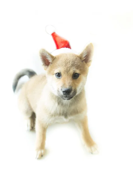 Cachorro shiba inu Fotografia De Stock