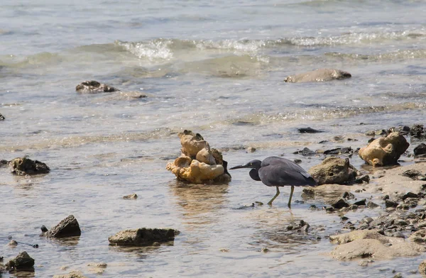 Caça de aves marinhas Imagens Royalty-Free