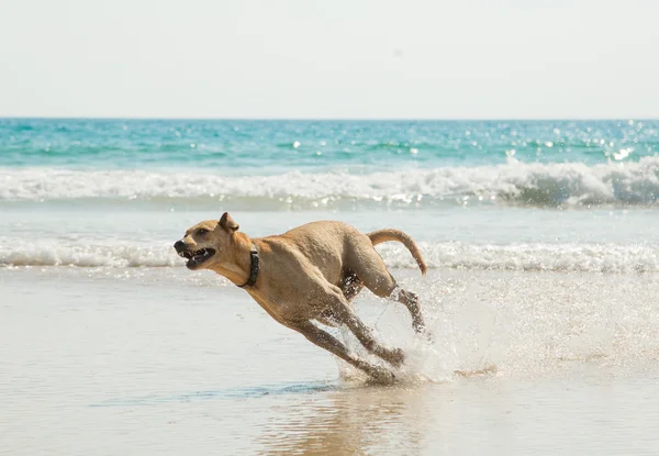 Dog running — Stock Photo, Image