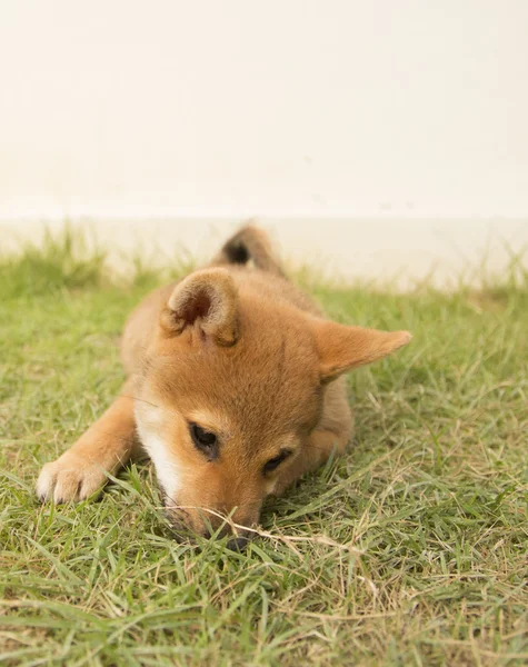 Shiba Inu köpek yavrusu — Stok fotoğraf